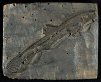 Pesci - Mustella fossilis