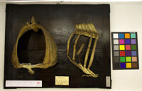 Collezione di Anatomia Patologica e Teratologia Veterinaria