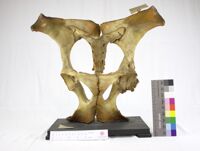 Collezione di Anatomia Patologica e Teratologia Veterinaria