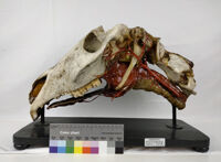 Collezione di Anatomia degli Animali Domestici