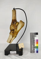 Collezione di Anatomia degli Animali Domestici