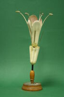 Modello di fiore (famiglia Dispacaceae)