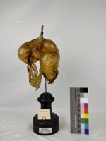 Collezione di Anatomia degli Animali Domestici