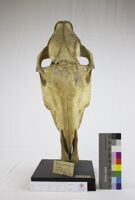 Collezione di Anatomia Patologica e Teratologia Veterinaria