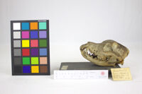 Collezione di Anatomia Patologica e Teratologia Veterinaria