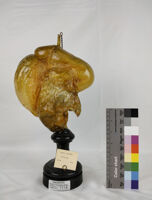 Collezione di Anatomia degli Animali Domestici