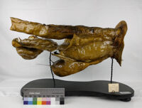 Collezione di Anatomia degli Animali Domestici