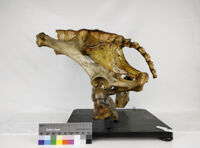 Collezione di Anatomia degli Animali Domestici