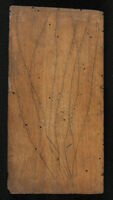 Botanica - Gramen pinnatum, Brion album figura Pennae, Muscus albus