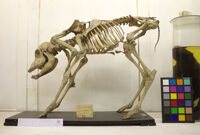 Collezione di Anatomia Patologica e Teratologia Veterinaria