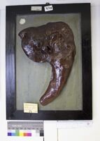 Collezione di Anatomia Patologica e Teratologia Veterinaria