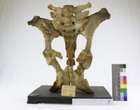 Collezione di Anatomia Patologica e Teratologia Veterinaria