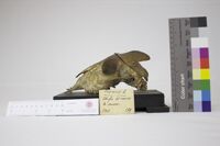 Collezione di Anatomia Patologica e Teratologia Veterinaria