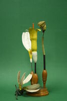 Modello di infiorescenza (famiglia Asteraceae)