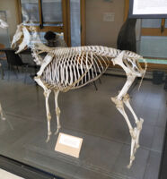 Collezione di Anatomia degli Animali Domestici