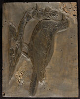 Uccelli - Turtur albus cuius icon poni debebat pag. 510