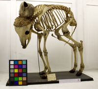 Collezione di Anatomia Patologica e Teratologia Veterinaria