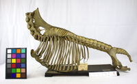 Collezione di Anatomia Patologica e Teratologia Veterinaria