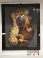 Collezione di Anatomia Patologica e Teratologia Veterinaria