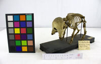 Collezione di Anatomia Patologica e Teratologia Veterinaria