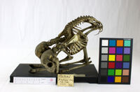 Collezione di Anatomia Patologica e Teratologia Veterinaria