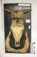 Collezione di Anatomia Patologica e Teratologia Veterinaria