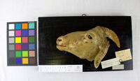 Collezione di Anatomia Patologica e Teratologia Veterinaria