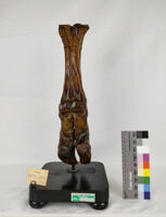 Collezione di Anatomia degli Animali Domestici