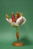 Modello di fiore (famiglia Alismataceae)