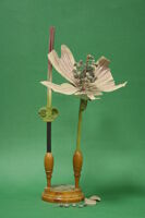 Modello di fiore (famiglia Malvaceae)