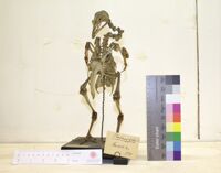 Collezione di Anatomia Patologica e Teratologia Veterinaria