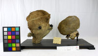 Collezione di Anatomia Patologica e Teratologia Veterinaria