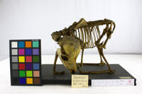 Collezione di Anatomia Patologica e Teratologia Veterinaria