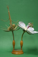 Modello di fiore e frutto (famiglia Geraniaceae)