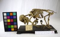 Collezione di Anatomia Patologica e Teratologia Veterinaria