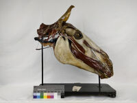 Collezione di Anatomia degli Animali Domestici