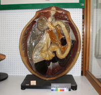 Collezione di Anatomia degli Animali Domestici