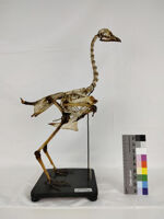 Collezione di Anatomia degli Animali Domestici