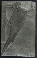 Uccelli - Haec est Pica Marina figura, nam quae depicta est pag. 792, est Garrulus Argota etsis Faemina