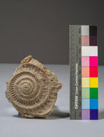 modello esterno di ammonite